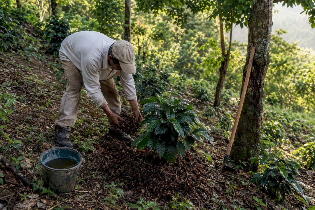 Productor de café aplicando abono orgánico en su cultivo