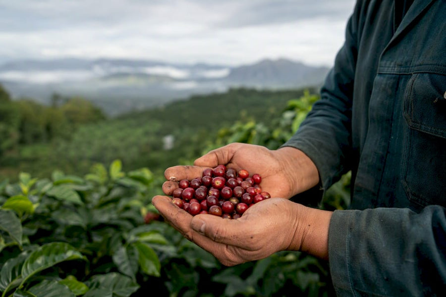 Manos sosteniendo cerezas de café maduras en una montaña volcánica