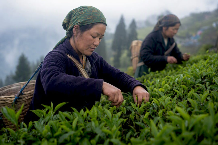 Manos recogiendo hojas frescas de té Darjeeling