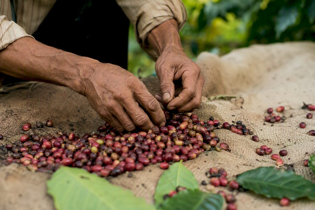 Mains triant des cerises de café Bourbon Pointu