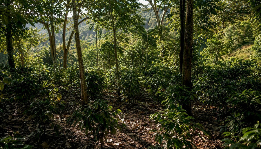 Fazenda de café sombreada com árvores de copa