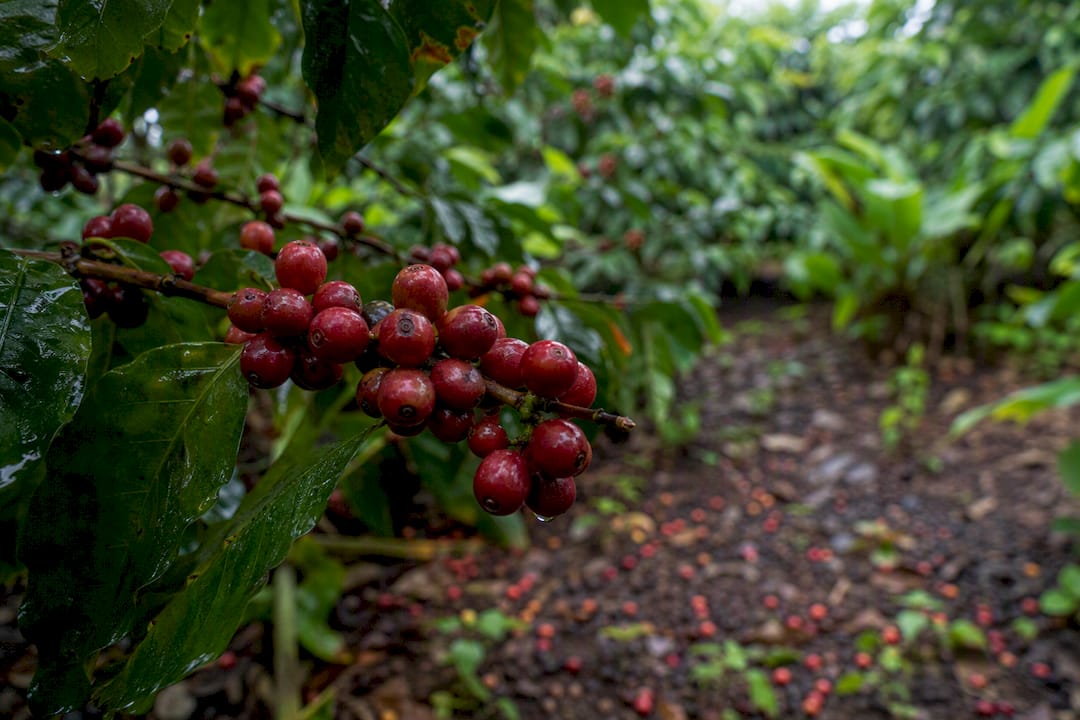 Cerezas de café Geisha de Panamá en la rama