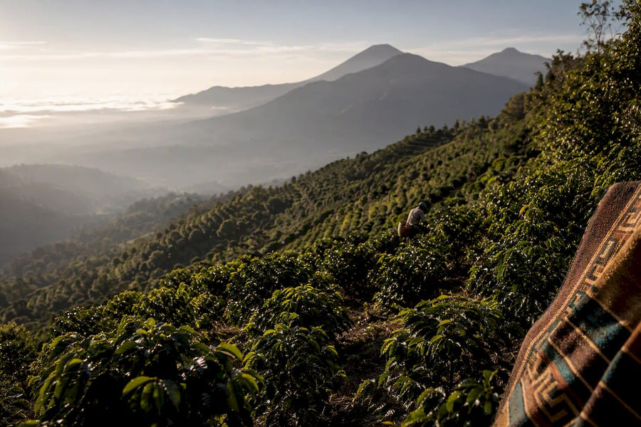Terrazas de cultivo de café en Guatemala entre volcanes