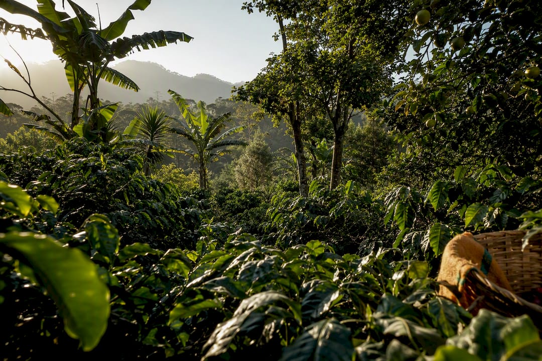 Cafetos creciendo bajo distintos tipos de árboles