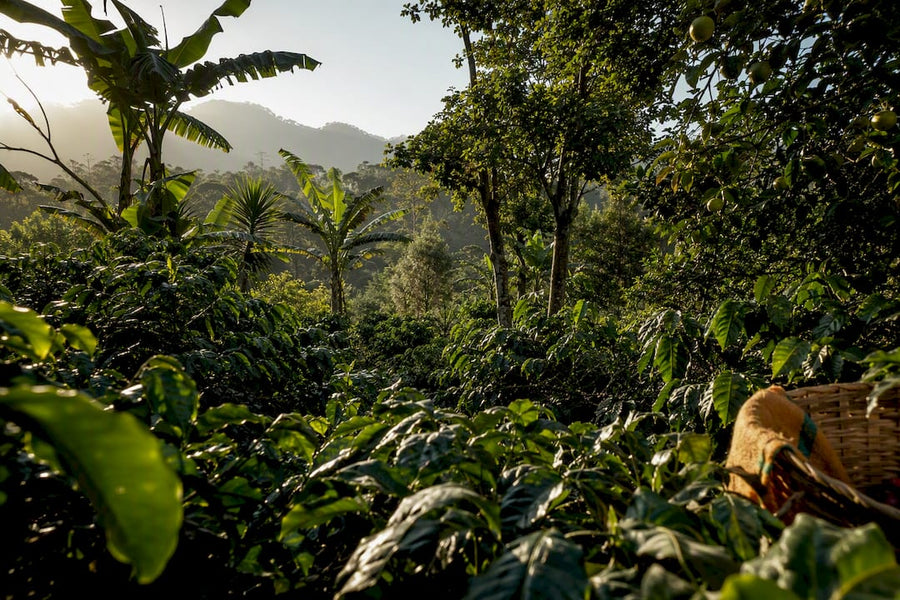 Cafetos creciendo bajo distintos tipos de árboles