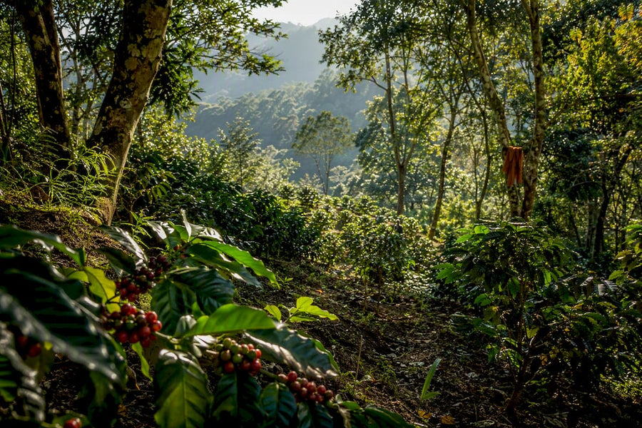 Caféiers cultivés à l’ombre dans une plantation riche en biodiversité