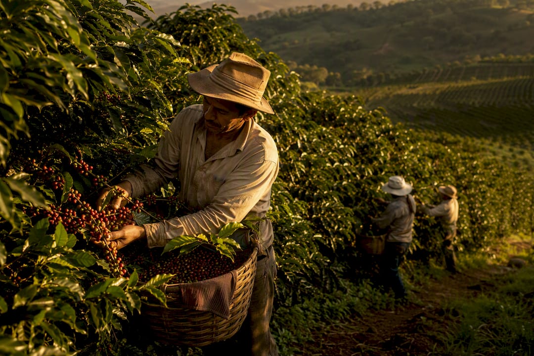 Colheita de café em uma plantação brasileira