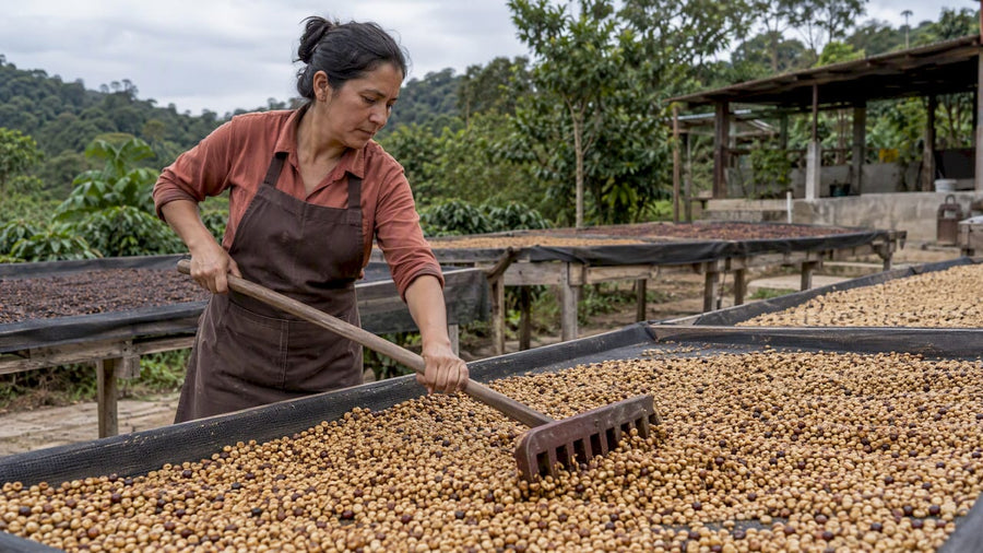 Granos de café honey secándose con mucílago