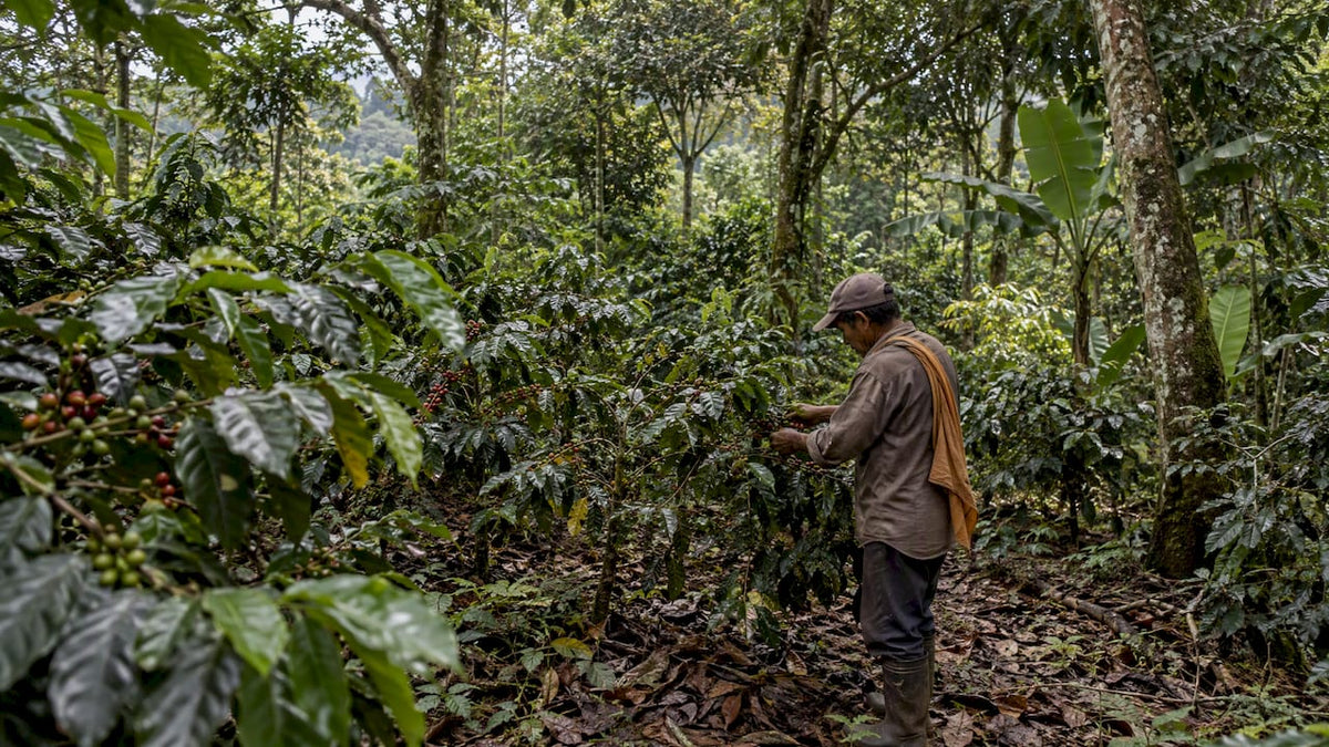 Caféiers cultivés sous une canopée variée