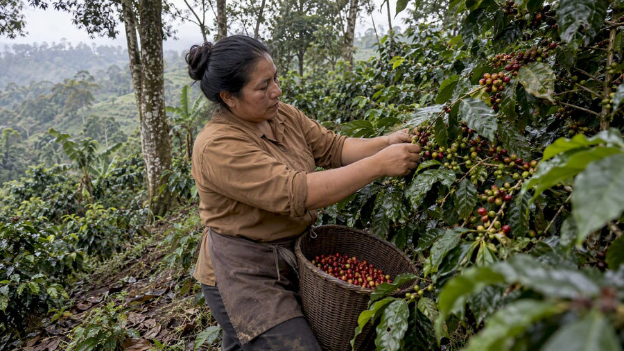 Recolectora escogiendo cerezas maduras de café