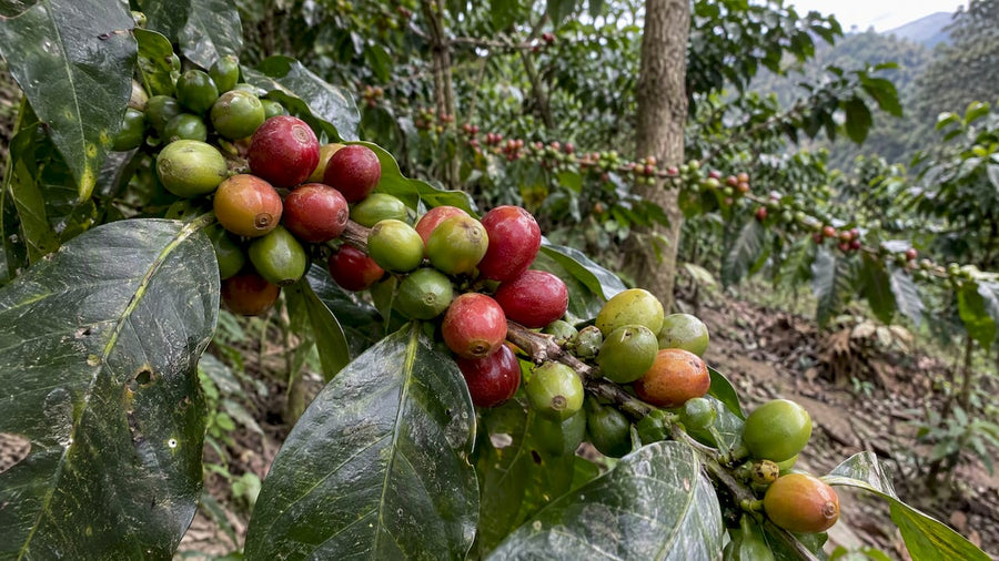 Cerezas verdes y rojas madurando en la planta de café