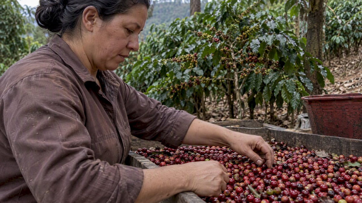 Produtora faz a seleção das cerejas maduras de café