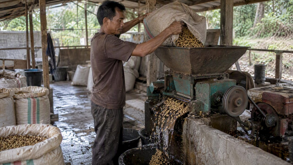Procesador de despulpado de pergamino húmedo en Indonesia