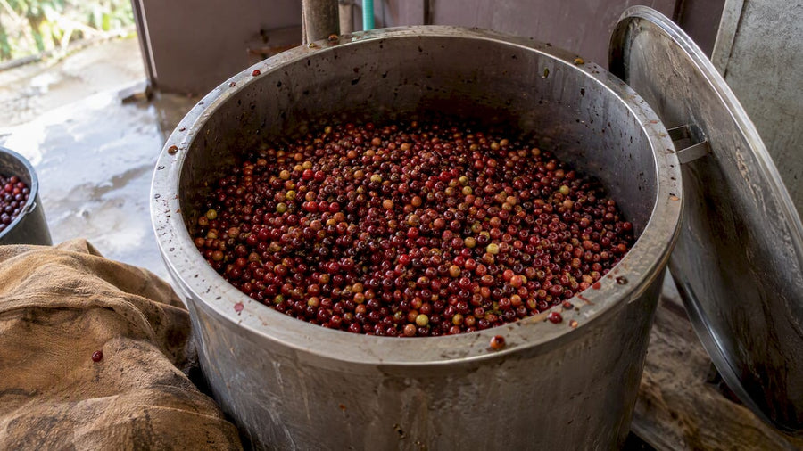 Cerises de café entières dans une cuve