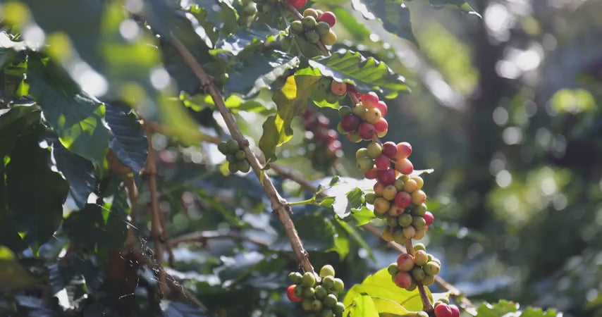 Farmer holding ripe coffee cherries on a coffee branch
